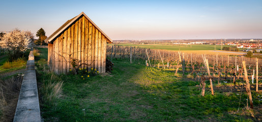 panorama of a vineyard on a slope framed with a wall and distant view. In the foreground a large...