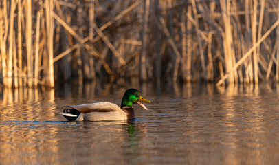 Wild duck on the lake in the morning light