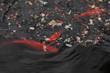 Goldfische im Teich