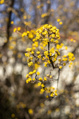 Yellow blooming flowers in a branch in early Spring