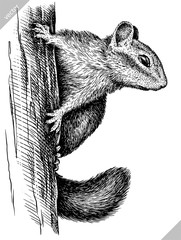 black and white engrave isolated chipmunk vector illustration © Turaev