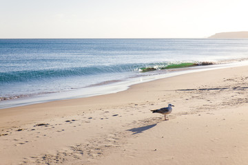 abandoned lonely beach near the ocean during quarantine with lonely seagull
