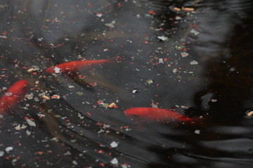 Goldfische im Teich