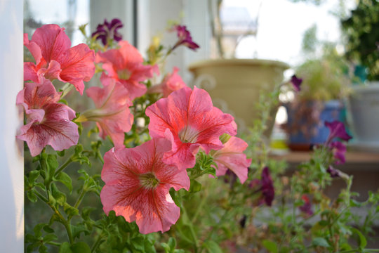 Beautiful Pink Flowers Of Petunia At Dawn. Blooming Container Garden On The Balcony.