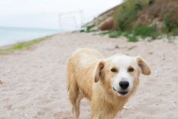 Lonely dog at the beach