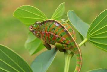 Fototapeta premium beaufitul colourful close up of Jeweled chameleon / Furcifer lateralis in its natural habitat Madagascar