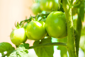 Ripe tomatoes in the garden