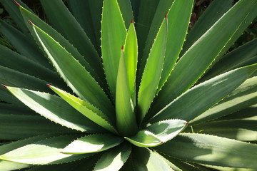 close up of agave in sunrise light/ madagascar	