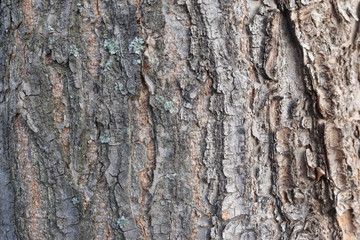 tree bark 4