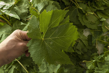 turkish food culture and stuffed leaves,