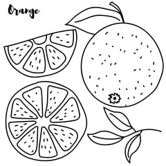 Set of orange line drawn on a white background. Oranges, half an orange. Sketch fruit.