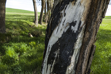 trees damaged in forest fires, poplar trees burning in fire,