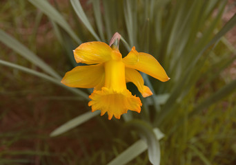 Narzisse
