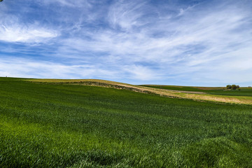 wheat cultivated field and land in terrestrial climate, 