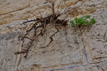 Jerusalem, Western Wall,.prayer,repentance,