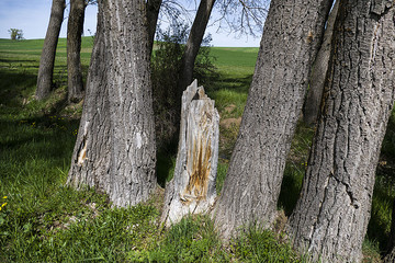 trees damaged in forest fires, poplar trees burning in fire,