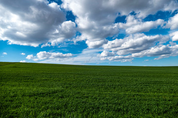 wheat and cultivated fields and land in the continental climate, the green wheat plant is not yet ripe,