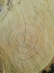 cut of a tree