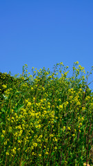 Fototapeta na wymiar Canola flowers under a blue sky