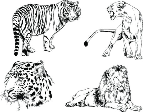 set of vector drawings of various animals, predators and herbivores, hand-drawn sketches, tattoos