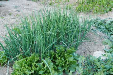 Fototapeta na wymiar green onion planted in the natural garden and ready to eat, natural onion plant,