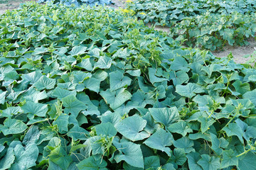 natural and organic cucumber garden, cucumber plant cultivated on the ground,