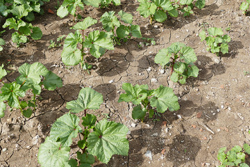 vegetable garden in the garden