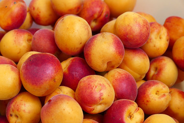 Fototapeta na wymiar lots of pink-red great looking fresh apricots,