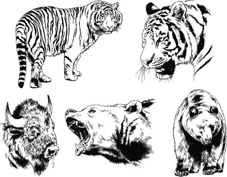 set of vector drawings of various animals, predators and herbivores, hand-drawn sketches, tattoos