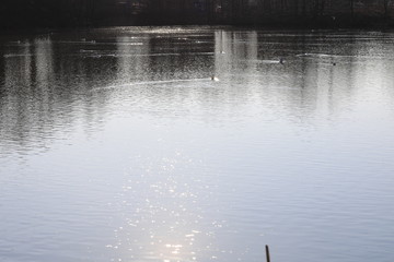 Staw © marriaci_photo