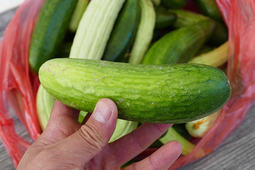 white cucumber and salt, pickle, lots of fresh garden cucumbers,