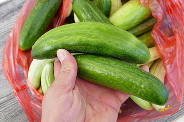 white cucumber and salt, pickle, lots of fresh garden cucumbers,