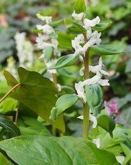 white hyacinths