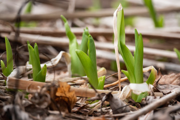 Daylily Leaves Sprouting in Winter