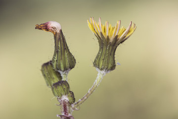 Sonchus species smooth annual sow milk soft thistle hares colwort milky tassel milk or swinies edible plant with beautiful yellow flowers on unfocused green background