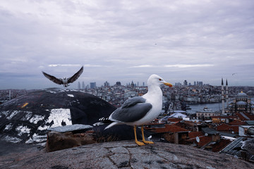 seagull in istanbul