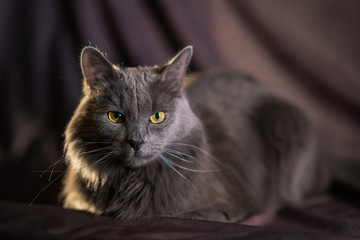 the Russian blue nebelung cat portrait