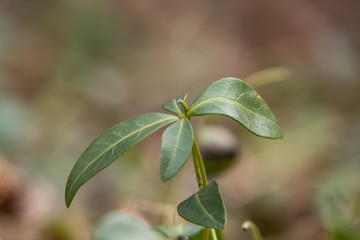 Periwinkle Leaves Sprouting in Winter