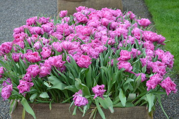 Side view of many vivid pink tulips in a large garden pot in a rainy spring day, beautiful outdoor floral background photographed with soft focus