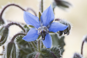 Borago officinalis starflower edible plant with beautiful deep blue flower with pointed stamens in the center
