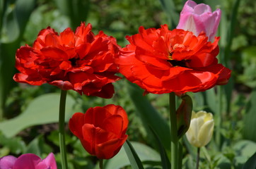 Top view of two delicate vivid red tulip in a garden in a sunny spring day, beautiful outdoor floral background photographed with soft focus