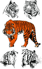 Obraz premium set of vector drawings on the theme of predators tigers are drawn by hand with ink tattoo logos