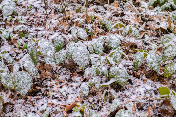 fresh snow falling on leaves in the forest