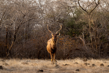 Male Sambar deer or Rusa unicolor head on with long horn or stag with an eye contact at ranthambore national park or tiger reserve, rajasthan, india