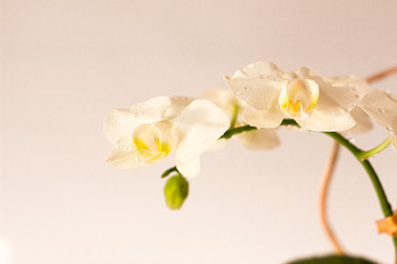 Naklejka na ściany i meble greenhouses in the house, a white orchid on a white background