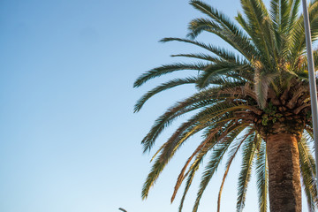 Fototapeta na wymiar Green palm tree against blue sky background