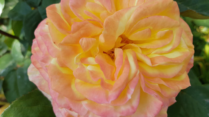 Pink rose in the garden. Light orange color rose flower closeup on green blurry background. Luxuriant petals of gorgeous flower at pink yellow rose bush in floral garden.