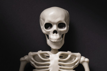 Human anatomical skeleton on a black background, close-up