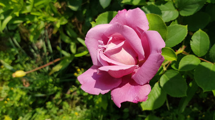 Pink rose in the garden. Light purple rose flower closeup among lush foliage of floral garden. Delicate pink petals of perfect shape rose on blooming bush in bright sunlight.