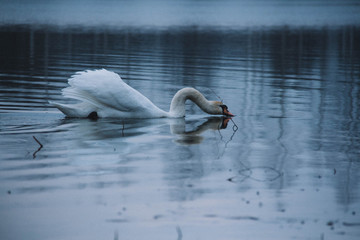 beautiful wild swan in a city lake